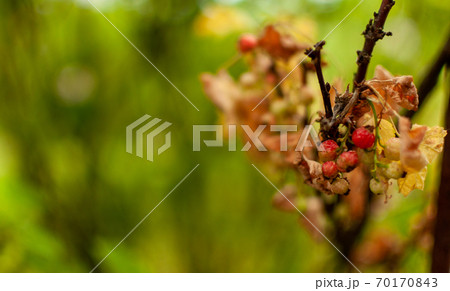 Old Red Currant fruits. 70170843