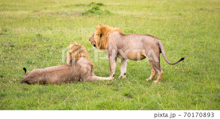 Two big lions show their emotions to each other in the savanna of Kenya 70170893