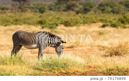 A Grevy Zebra is grazing in the countryside of Samburu in Kenya A Grevy Zebra is grazing in the countryside of Samburu in Kenya 70170899