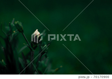 Carnation buds. 70170900