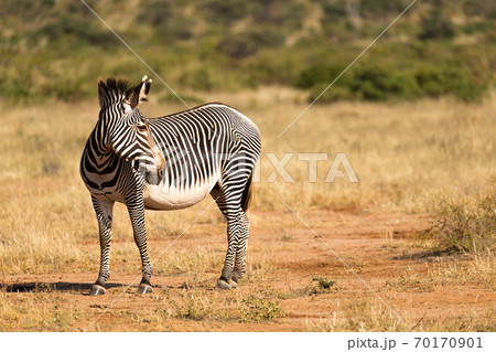 A Grevy Zebra is grazing in the countryside of Samburu in Kenya 70170901