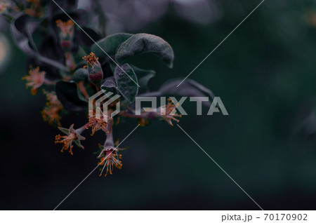 Apple blossom at night. Apple blossom at night. 70170902