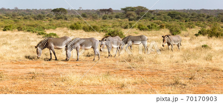 Large herd with zebras grazing in the savannah of Kenya Large herd with zebras grazing in the savannah of Kenya 70170903
