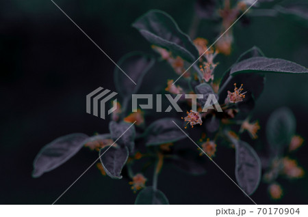 Apple blossom at night. 70170904