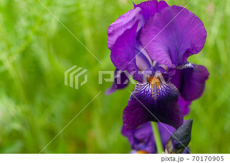 Violet Iris. Violet Iris. 70170905