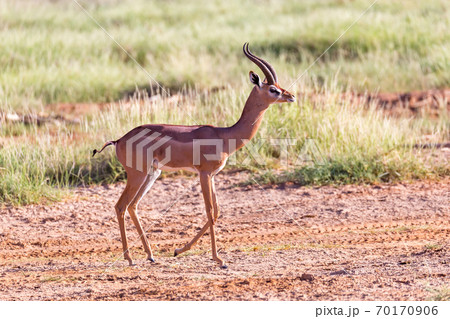 A Grant Gazelle stands in the middle of the grassy landscape of Kenya A Grant Gazelle stands in the middle of the grassy landscape of Kenya 70170906