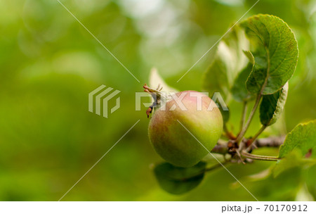 Ripening apple fruits. Ripening apple fruits. 70170912