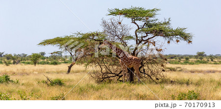 Two Somalia giraffes eat the leaves of acacia trees 70170913