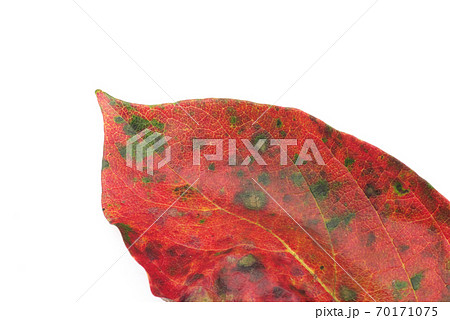 白背景の赤く紅葉した柿の葉 70171075