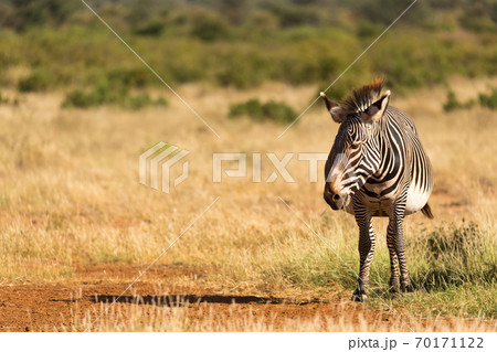 A Grevy Zebra is grazing in the countryside of Samburu in Kenya A Grevy Zebra is grazing in the countryside of Samburu in Kenya 70171122