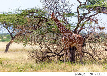 Somalia giraffes eat the leaves of acacia trees Somalia giraffes eat the leaves of acacia trees 70171128