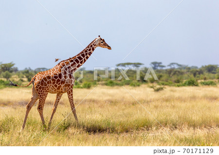 Somalia giraffe goes over a green lush meadow Somalia giraffe goes over a green lush meadow 70171129