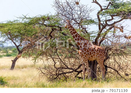 Somalia giraffes eat the leaves of acacia trees 70171130