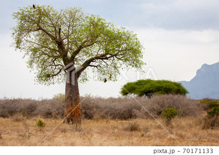 Landscape in Kenya with big baobab 70171133