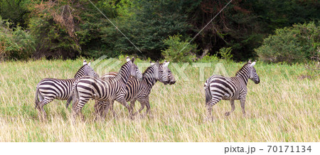 A lot of zebras run over the grassland in Kenya A lot of zebras run over the grassland in Kenya 70171134