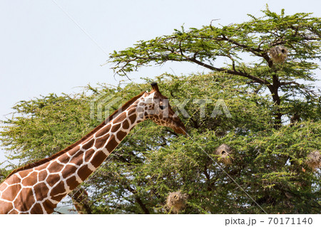 A closeup of a giraffe with many plants in the background 70171140