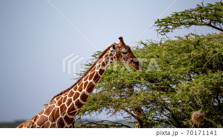 The head of a Somalia giraffe in close-up The head of a Somalia giraffe in close-up 70171141