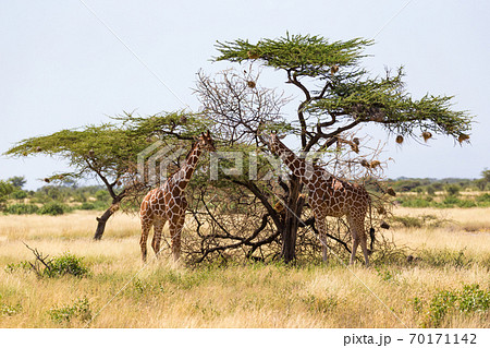 A giraffe group eats the leaves of the acacia trees A giraffe group eats the leaves of the acacia trees 70171142