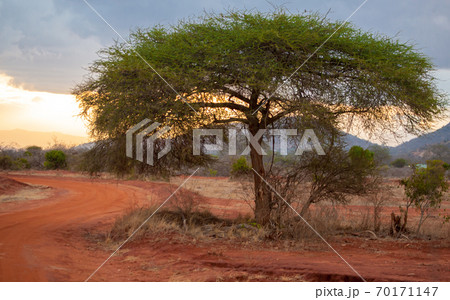 Landscape of Kenya, sundown in the savannah 70171147