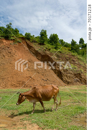 インド・マニプル州インパールの戦地跡と牛/A cow in Manipur, India 70171218