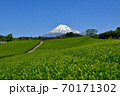 富士山と新緑の茶畑 70171302