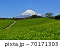 富士山と新緑の茶畑 70171303