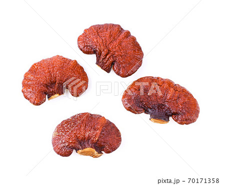 Lingzhi on white background 70171358