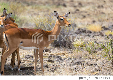 Grant Gazelle grazes in the vastness of the Kenyan savannah Grant Gazelle grazes in the vastness of the Kenyan savannah 70171454