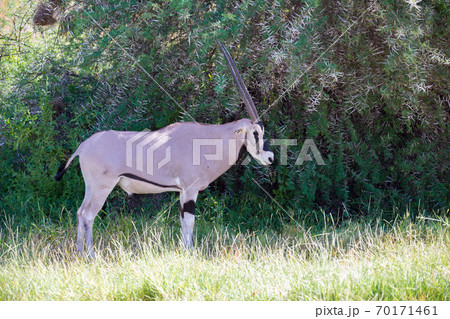 Native species of antelope in the meadow 70171461