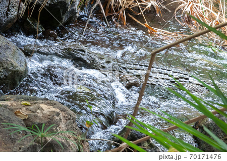 Crocodile in the water of Mzima Springs Kenya Crocodile in the water of Mzima Springs Kenya 70171476