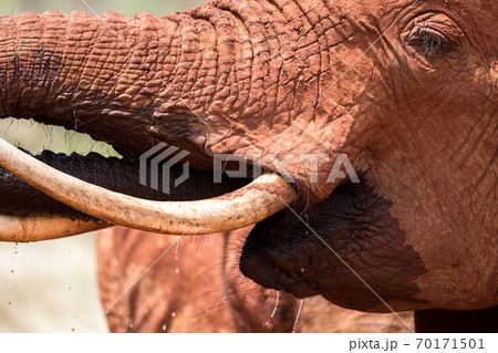 The face of a red elephant in close-up 70171501