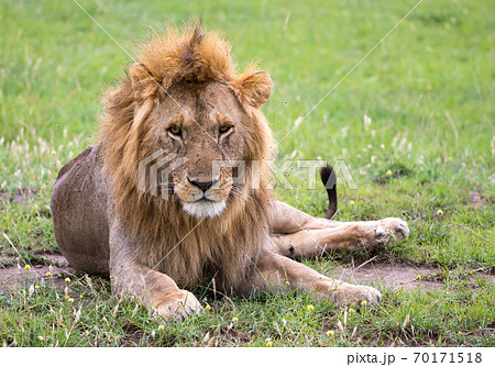 A big lion lies in the grass in the savanna of Kenya 70171518