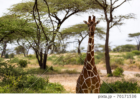 A closeup of a giraffe with many plants in the background 70171536