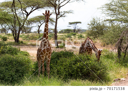 A giraffe group eats the leaves of the acacia trees A giraffe group eats the leaves of the acacia trees 70171538