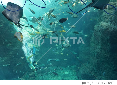 Smiling Batoidea under water, marine fish in the aquarium. Man in diving suit. Enoshima Aquarium. Fujisawa / Japan 70171841
