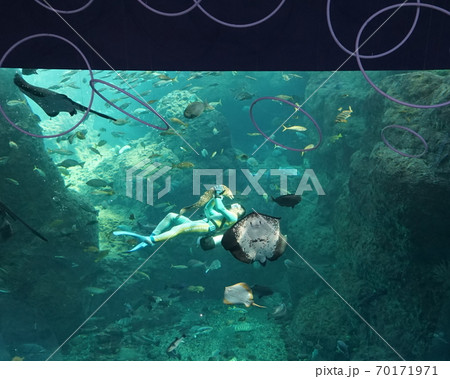 Smiling Batoidea and moray under water, marine fish in the aquarium. Man in diving suit. Enoshima Aquarium. Fujisawa / Japan 70171971