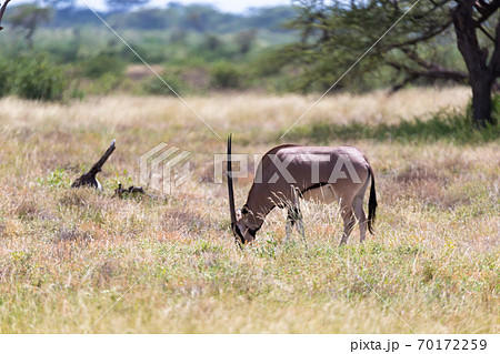 An Oryx family stands in the pasture surrounded by green grass and shrubs 70172259