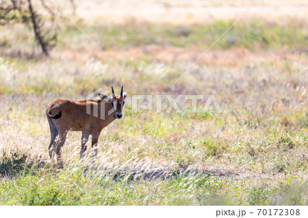 Antelope in the middle of the savannah of Kenya Antelope in the middle of the savannah of Kenya 70172308