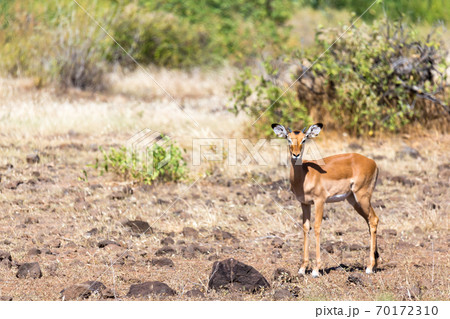 Antelope in the middle of the savannah of Kenya 70172310