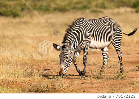 A Grevy Zebra is grazing in the countryside of Samburu in Kenya 70172325