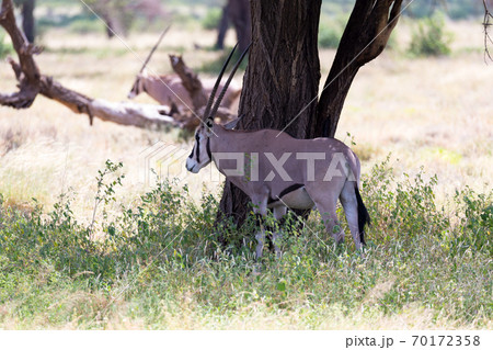 An Oryx family stands in the pasture surrounded by green grass and shrubs 70172358