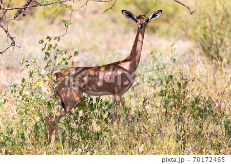 A gerenuk between the plants in the savannah A gerenuk between the plants in the savannah 70172465