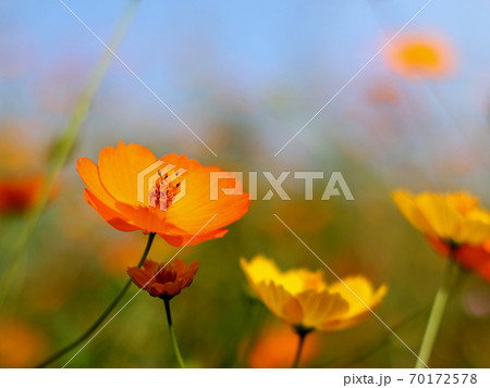 秋の青空とオレンジ色のコスモスの花の写真素材