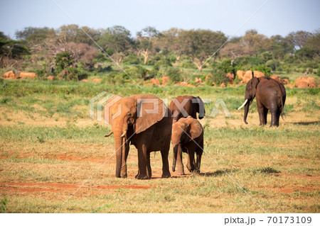 A large family of red elephants on their way through the Kenyan savanna A large family of red elephants on their way through the Kenyan savanna 70173109