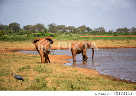 Red elephants on the waterhole in the savannah of Kenya 70173118