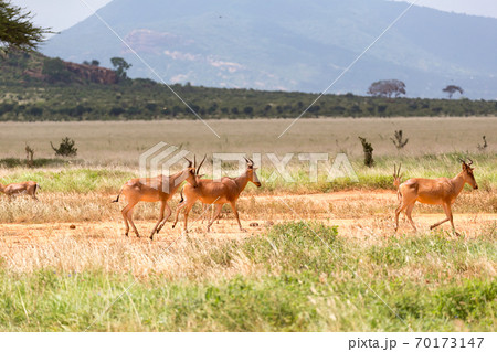 A family of Topi antelopes in the Kenyan savannah A family of Topi antelopes in the Kenyan savannah 70173147