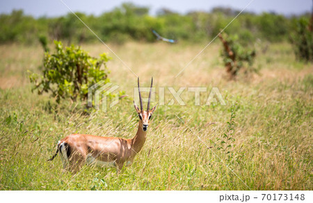 A Grant gazelle walks between tall grass 70173148