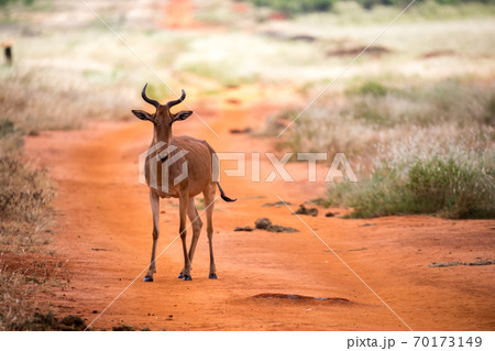 An antelope in the grassland of the savannah in Kenya An antelope in the grassland of the savannah in Kenya 70173149