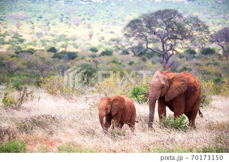 A family of red elephants on their trek through the savanna 70173150