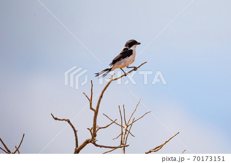 Native Kenyan birds in their natural environment 70173151